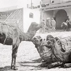 Camel caravan at rest, Tangier, Morocco, c. 1900