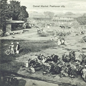 Camel Market, Peshawar, Pakistan
