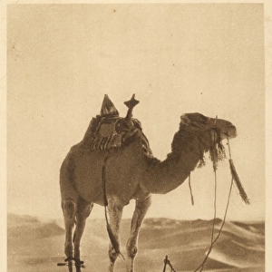 Camel & Praying Man 1920