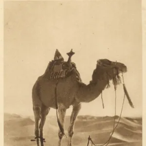 Camel & Praying Man 1920