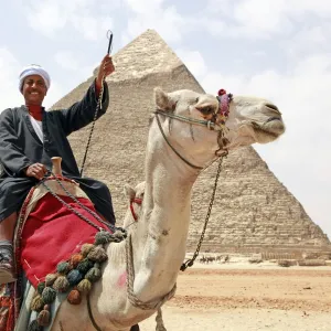 Camel and Pyramid of Khafre in Cairo, Egypt