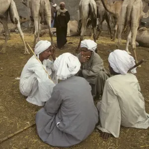 Camel traders at Birqash Camel Market near Cairo, Egypt Camel traders at Birqash Camel Market near Cairo, Egypt