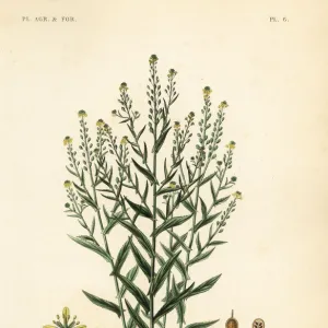 Camelina or false flax, Camelina sativa