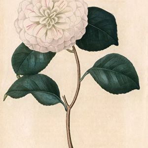 Camellia Bonardii