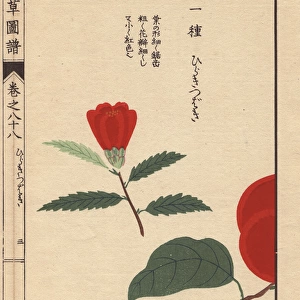 Camellia bud, Hiraki tsubaki, Thea japonica Nois