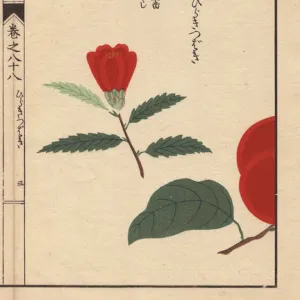 Camellia bud, Hiraki tsubaki, Thea japonica Nois