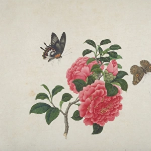 Camellia with butterflies