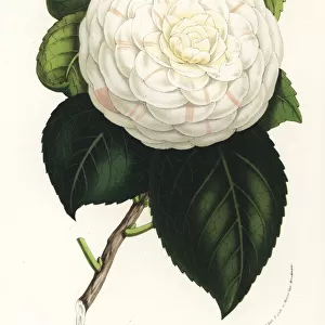 Camellia cultivar, Cup of Beauty, Camellia japonica