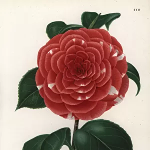 Camellia hybrid, Don Carlos Ferdinando, Camellia japonica