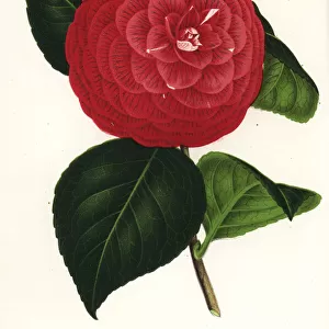 Camellia hybrid, Marchesa Davia, Camellia japonica