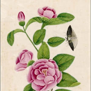 Camellia & Insect