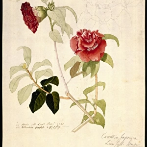 Camellia japonica, camellia