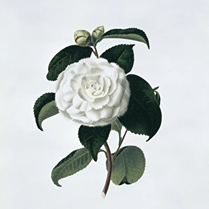 Camellia japonica fimbriata, camellia