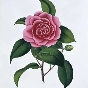 Camellia japonica paeoniflora rosea, camellia