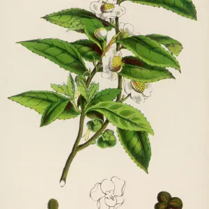 Camellia Sinensis (Tea)