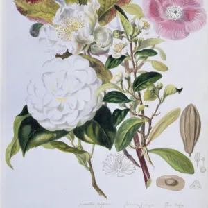 Camellia sp. camellia