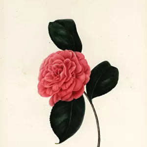 Camellia squamosa