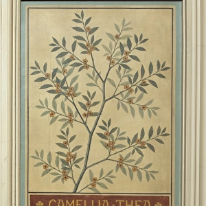 Camellia thea, tea