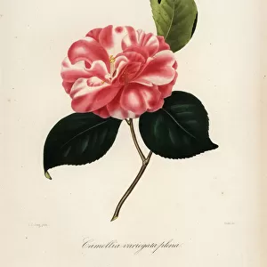 Camellia variegata plena