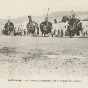 Camels palanquins on the racing grounds Camels palanquins on the racing grounds