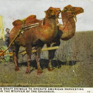 Camels pull harvester - Southern Russia