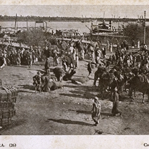Camels ready for embarkation, Basra, Iraq