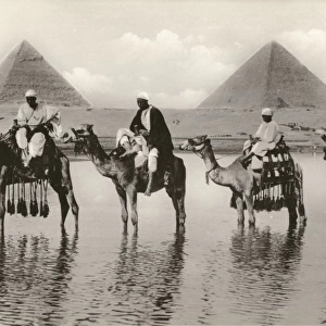 Camels and riders near the Pyramids, Egypt