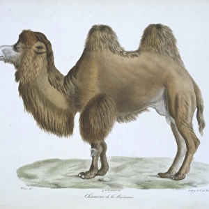 Camelus bactrianus, bactrian camel