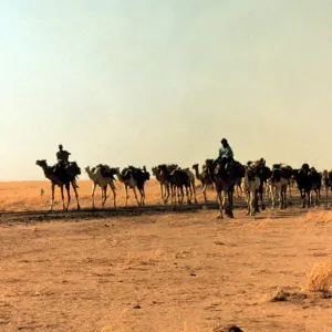 Camelus sp. camel