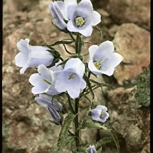 Campanula Speciosa (Pyrenean Bellflower)
