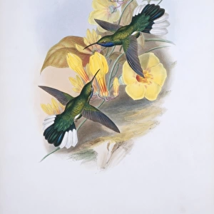 Campylopterus ensipennis, white-tailed sabrewing