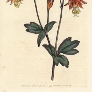 Canadian columbine, Aquilegia canadensis