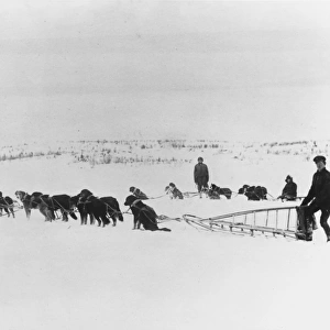 Canadian dog teams, Russia 1919