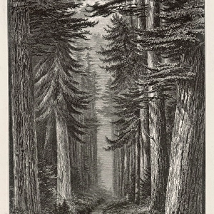 Canadian Forest Scene