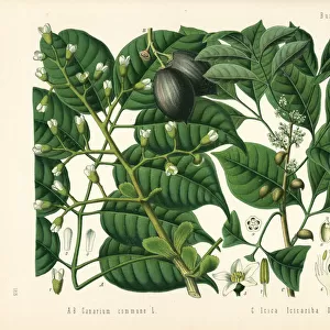 Canarium nut tree, Canarium indicum, and protium