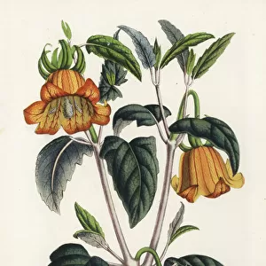 Canary Island bellflower, Canarina canariensis
