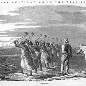 Cane holeing, Jamaica 1849