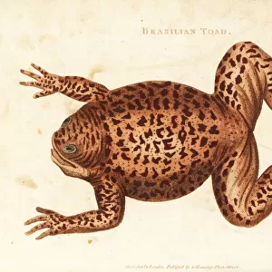 Cane toad or marine toad, Rhinella marina