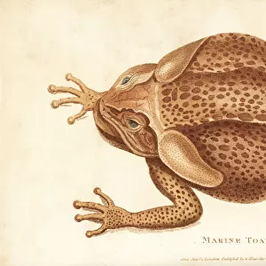 Cane toad, Rhinella marina