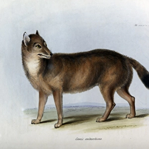 Canis antarcticus