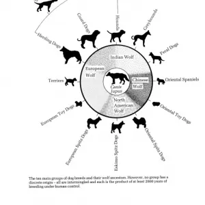 Canis lupus familiaris, dog