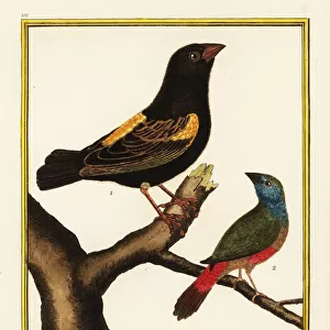 Cape bishop and pin-tailed parrotfinch