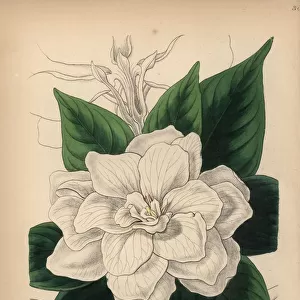 Cape jasmine, Gardenia jasminoides