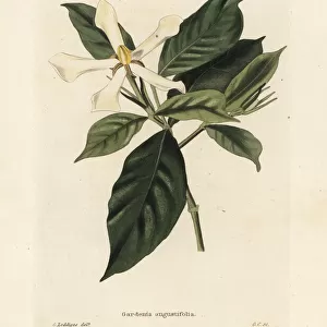 Cape jessamine or cape jasmine, Gardenia angustifolia