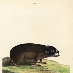 Cape mole-rat, Georychus capensis