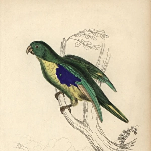 Cape parakeet, Psittacus capensis