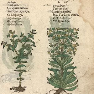 Caper spurge, Euphorbia lathyris, and wolfsmilk