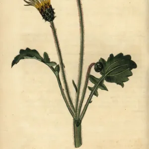 Capeweed, Arctotheca calendula