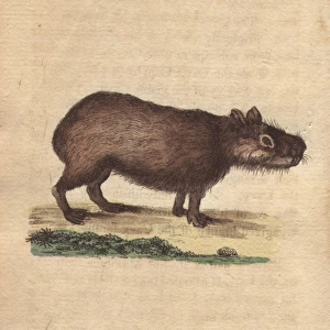 Capibara or capybara, Hydrochoerus hydrochaeris