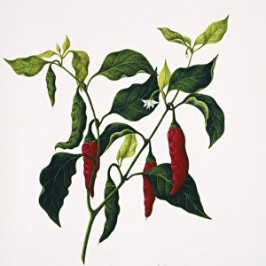 Capsicum frutesceus, common chilli